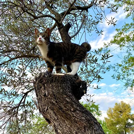 בית כפרי Masia Katmandu *
