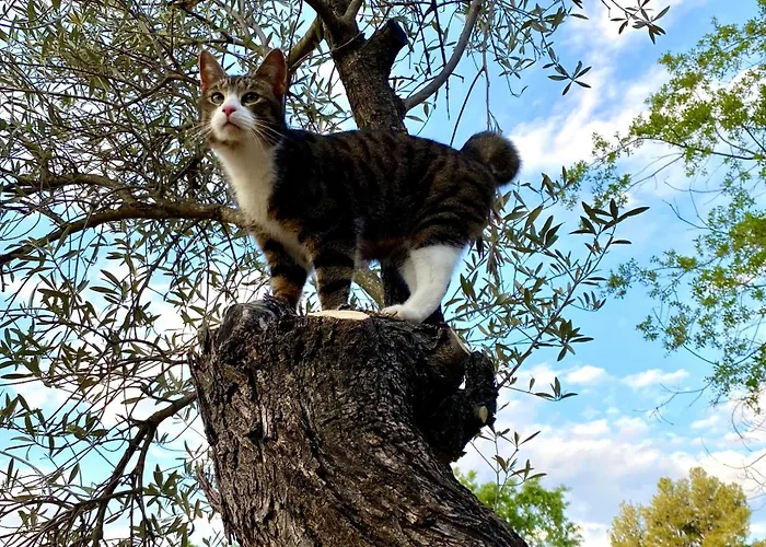 Country house Masia Katmandu *